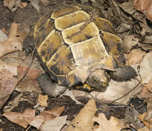 Impressed Tortoise
(Manouria impressa)