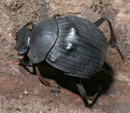 Deltochilum gibbosum
(Horned dung beetle)