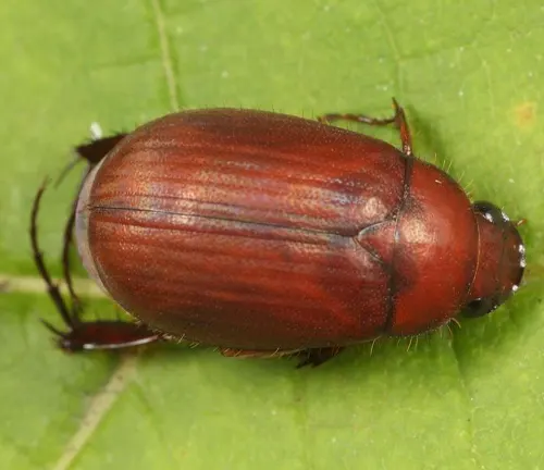 Asiatic Garden Beetle
(Maladera castanea)