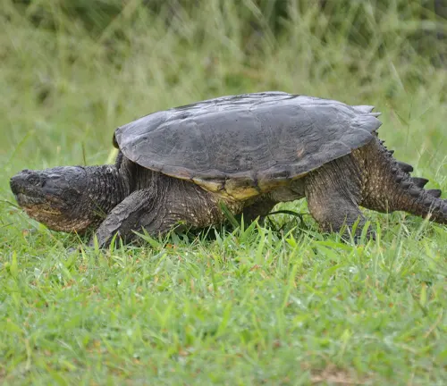 Eastern Snapping Turtle
(Chelydra serpentina serpentina)