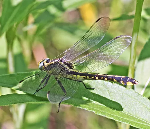 A "Clubtail Dragonfly" with yellow and black wings perched on a green leaf.
