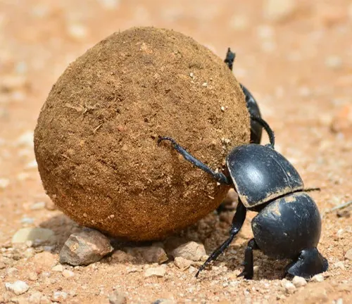 A close-up photo of two dung beetles rolling a ball of dung on the ground.