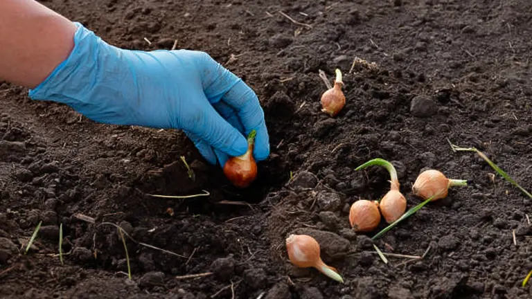 How to Fertilize Garlic for Maximum Yield