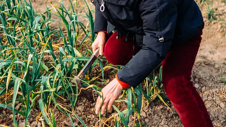 Person in a garden kneeling to tend to garlic plants with a small trowel.