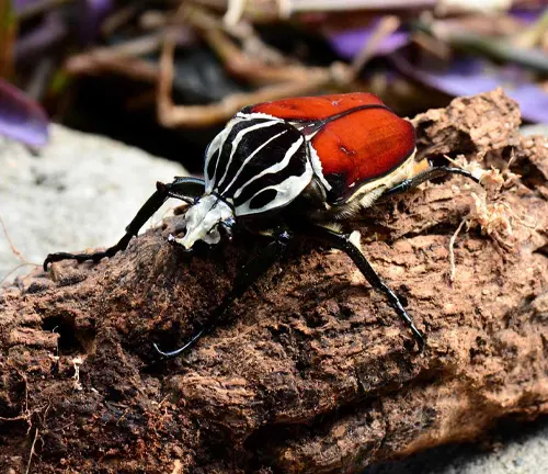 A Goliath Beetle, with red and black colors, perched on a log.