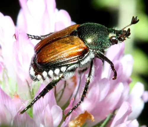 A close-up photo of a Japanese Beetle, a small insect with a metallic green body and bronze-colored wings.