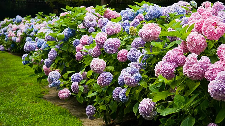 How to Fertilize Hydrangeas for Dazzling Blooms