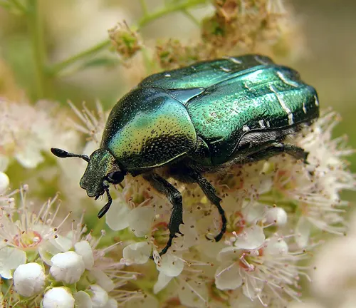 A close-up photo of a Rose Chafer Beetle, a shiny green insect with a long body and six legs.