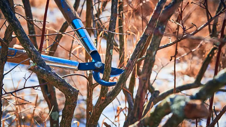Blue pruning shears cutting a branch on a dormant shrub in a winter landscape, indicating garden maintenance during the off-season.
