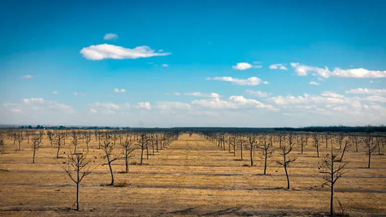 A young orchard with rows of small, leafless trees in a dormant state, under a vast sky with sparse clouds, indicative of winter or early spring before the growing season begins.

