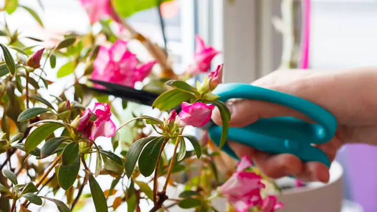 A person's hand using blue-handled pruning shears to trim a blooming pink azalea plant indoors near a window.
