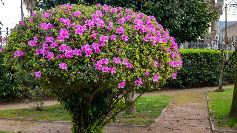 A beautifully manicured azalea bush with vibrant pink flowers in full bloom, positioned along a sandy path in a tranquil park setting.