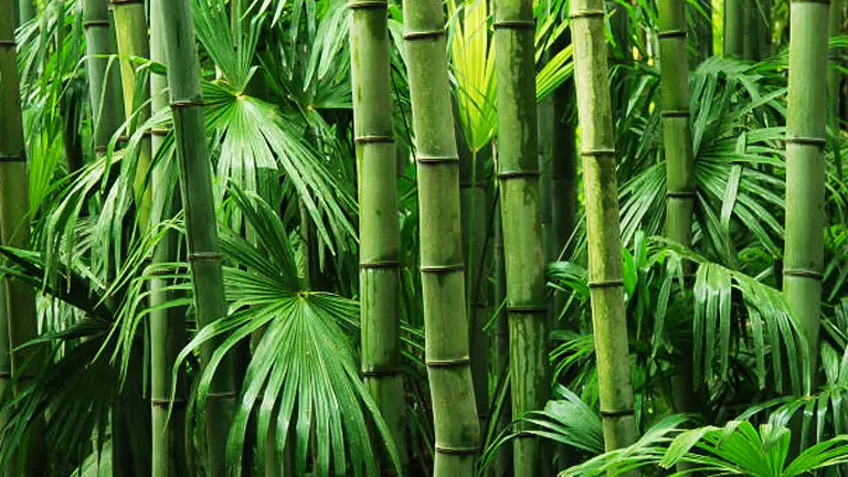 How to Fertilize Bamboo Correctly