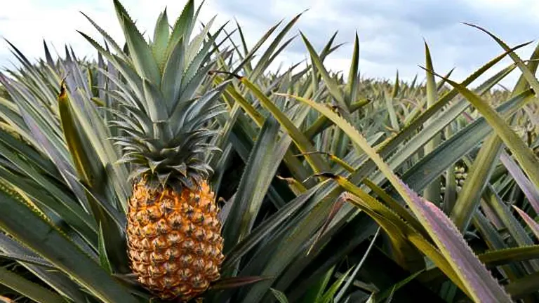 How to Fertilize Pineapples: Secrets to Thriving Plants