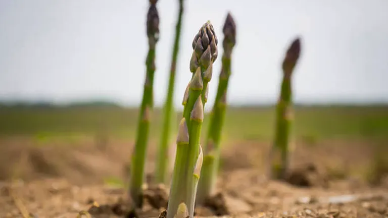 How to Fertilize Asparagus in 2024: Best Times & Methods