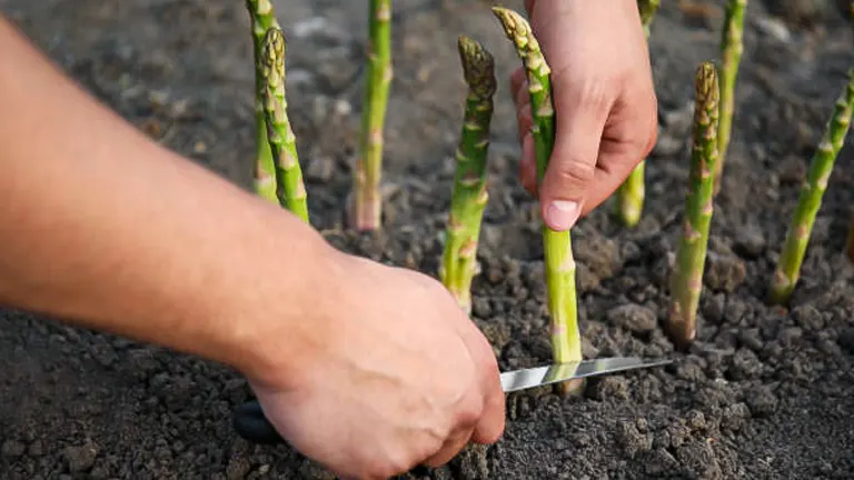 Close-up of a person's hands using a knife to harvest fresh green asparagus spears from rich, dark soil