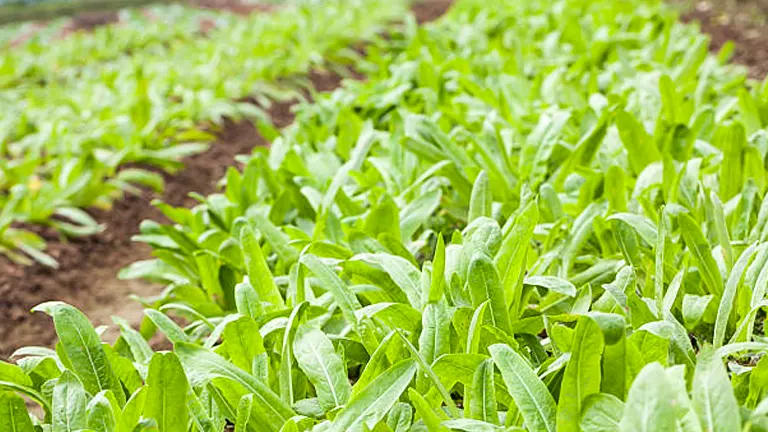 Rows of vibrant green lettuce plants growing in a well-tended agricultural field, showcasing healthy leaf development.
