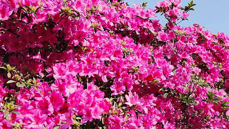 A vibrant mass of deep pink azalea flowers in full bloom, basking in bright sunlight.