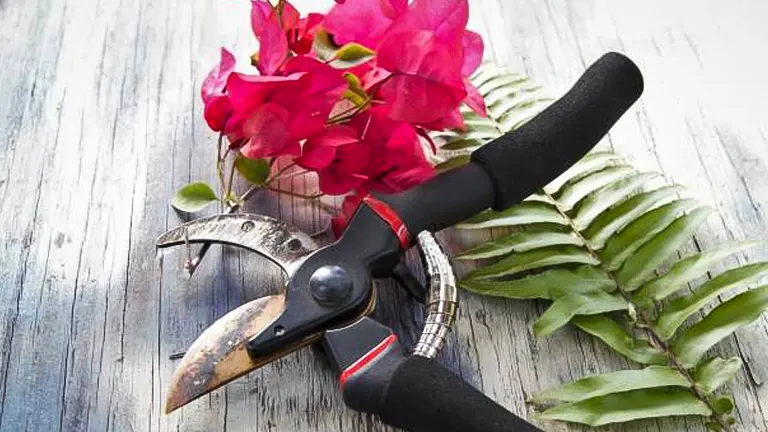 Gardening shears with black handles on a wooden surface, next to a bright red bougainvillea bloom and green fern leaves.