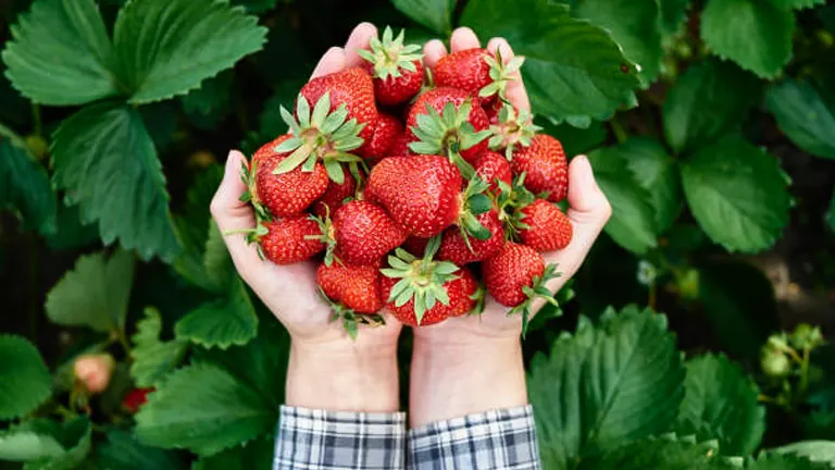 A pair of hands holding a cluster of freshly picked, ripe strawberries against a backdrop of lush green strawberry leaves