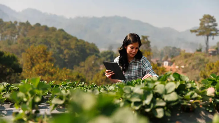 A woman in a checkered shirt attentively examines a tablet while standing in a vast strawberry field, with a scenic mountain backdrop