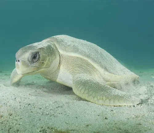 A Flatback Sea Turtle swimming gracefully in the sand.