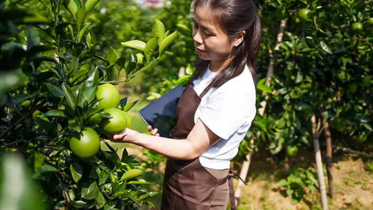 A woman in a brown apron gently examines unripe green oranges on a tree in a sunlit citrus grove.