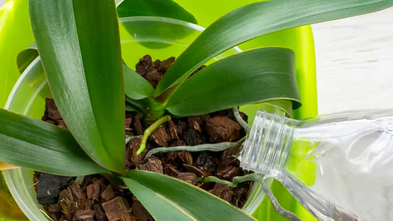 Water being poured from a clear bottle into the bark-filled pot of a green orchid in a vibrant lime green container.