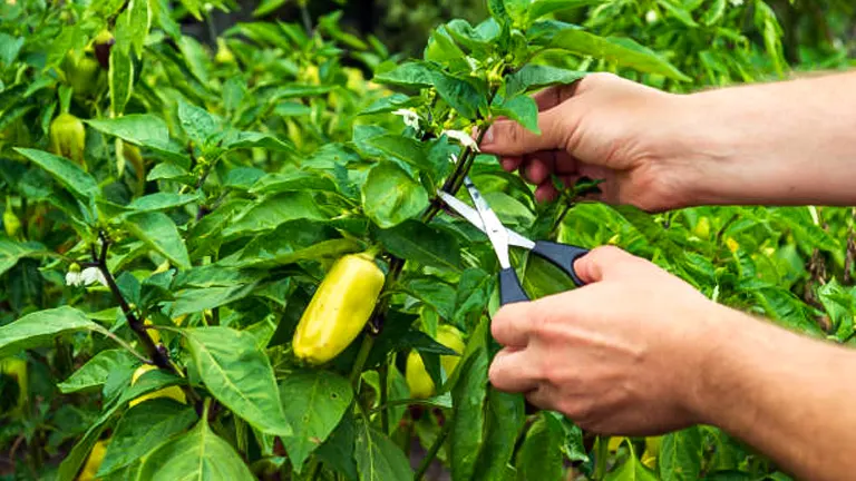 Hands of a gardener pruning a pepper plant with yellow fruit and healthy green foliage using sharp gardening shears.