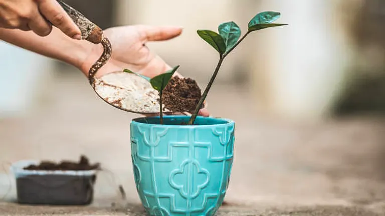 Hands adding soil with a trowel to a young plant in a decorative teal pot.
