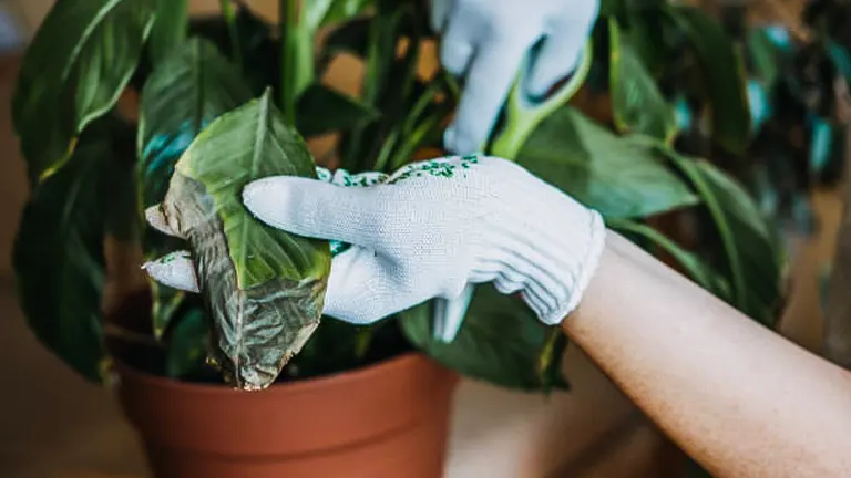 A gloved hand is caring for a potted peace lily, removing a dead leaf to maintain the plant's health and appearance.

