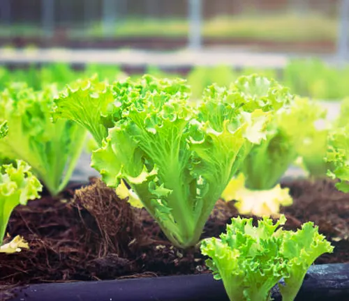 A row of young, green lettuce plants growing in rich, brown soil, highlighted by sunlight.
