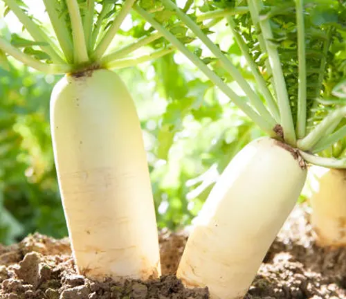 Two white, cylindrical daikon radishes growing in the ground with their leafy green tops visible, bathed in sunlight.
