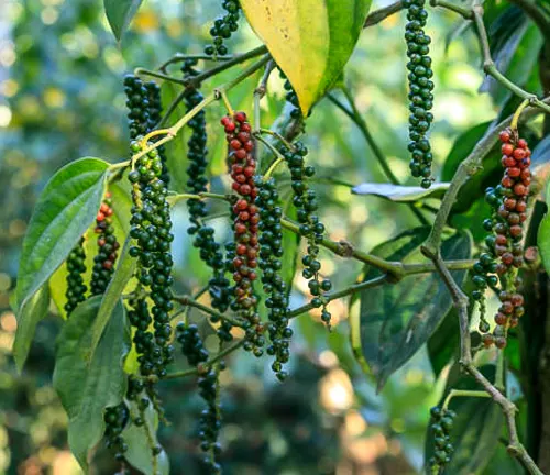 Branches of a pepper plant with a cascade of berries in various stages of ripeness, ranging from green to red, amidst lush leaves.
