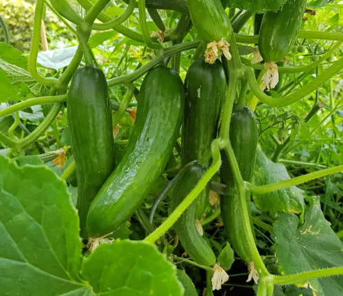 A group of green cucumbers hanging from the vine, surrounded by broad leaves and yellow blossoms, in a garden setting.
