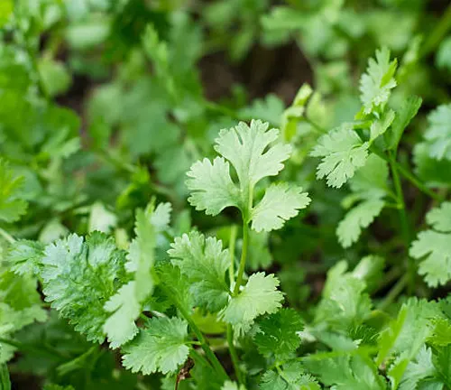 Bright green cilantro plants flourishing with distinctive leaf shapes, growing closely together in a garden bed.
