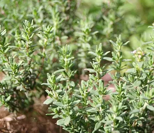 A healthy thyme plant with slender, woody stems and small, pointed green leaves, flourishing in a garden setting.

