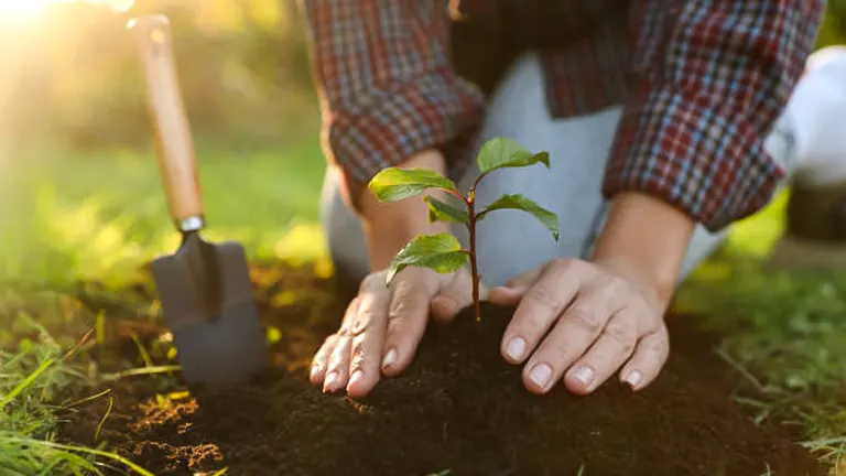 A person in a plaid shirt planting a young tree with care, with a garden trowel nearby on sunlit soil.