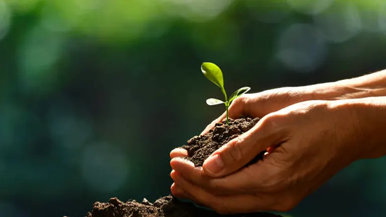 Hands cradling a small sapling with tender leaves, symbolic of growth and new beginnings, set against a soft-focus green background.
