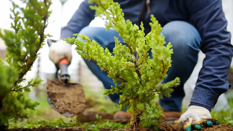 A person in gardening gloves planting a young coniferous tree in the soil, capturing the essence of active reforestation and gardening care.