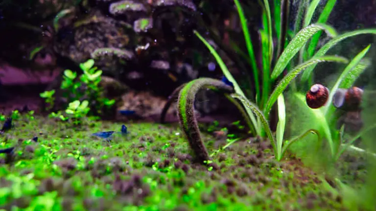 A close-up view of an aquarium's bottom, showcasing a micro landscape of green carpeting plants, with a few slender leaves and tiny snails visible among the foliage.
