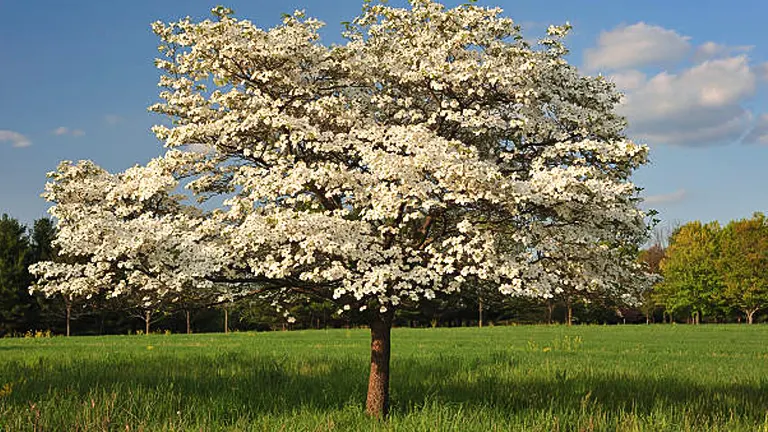 How to Fertilize Dogwood Trees Effectively