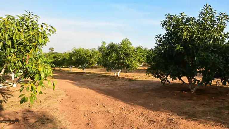 How to Fertilize a Mango Tree Effectively