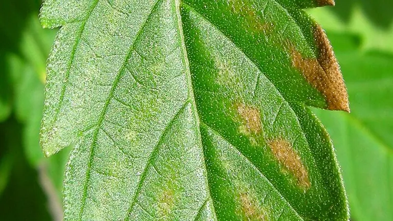 Close-up of a green leaf with brown spots indicative of possible fertilizer burn or disease.