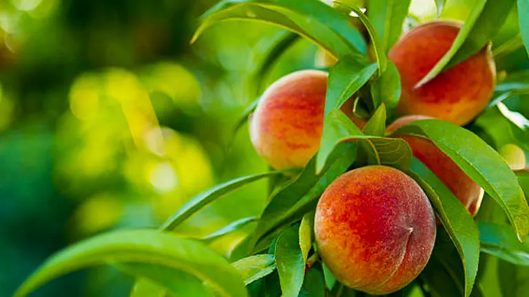 How to Fertilize Peach Trees