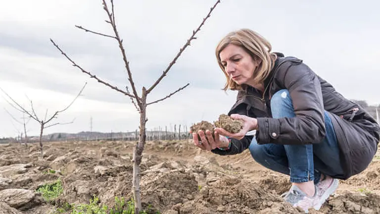A woman examining soil quality in an orchard with young, bare peach trees in the background.