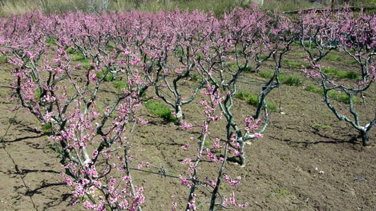 An orchard of peach trees in early spring, with branches covered in vibrant pink blossoms.