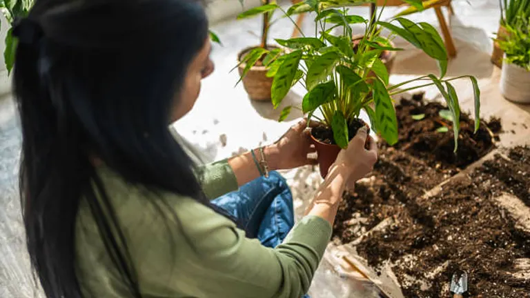 A woman seated on the floor carefully repotting a peace lily plant, with loose soil spread out on protective plastic sheeting and gardening tools nearby.
