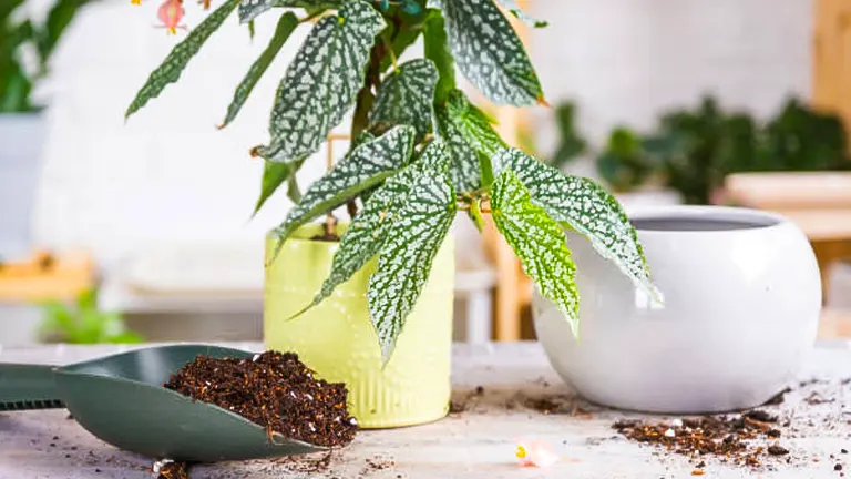 A gardening trowel with soil beside a potted begonia with intricate leaf patterns, on a workspace scattered with soil and a white pot in the background.