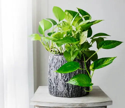 Variegated Pothos plant in a textured grey pot on a marble stand, by a white curtain.